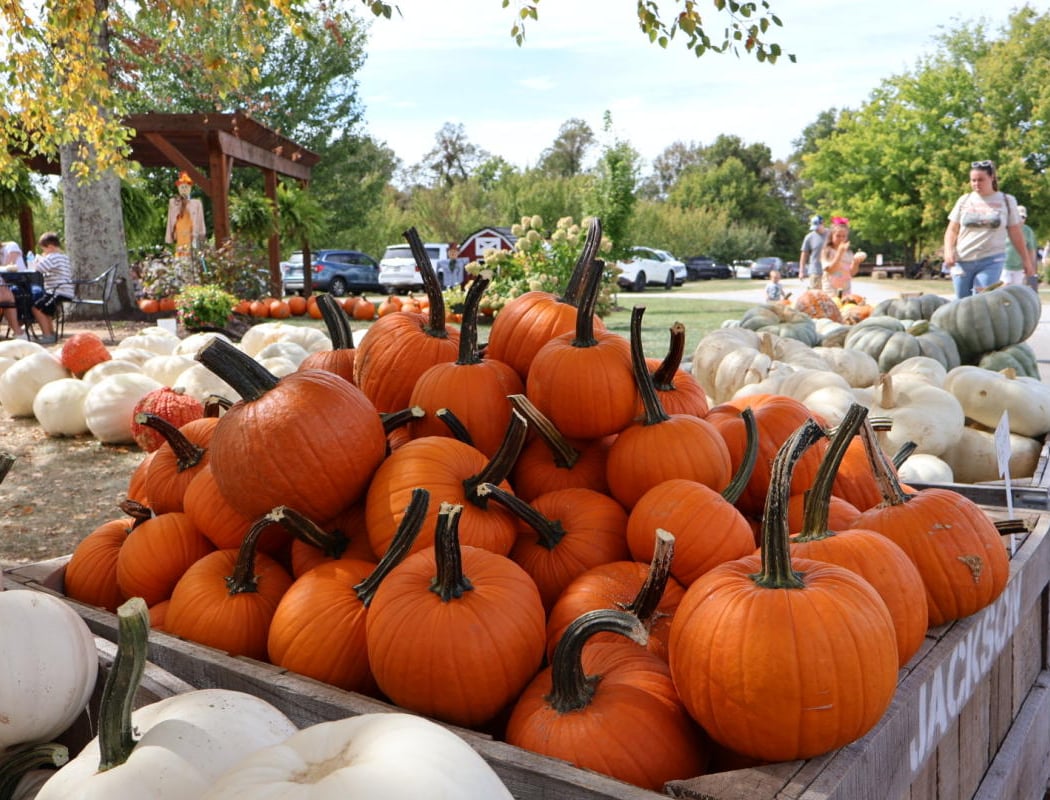 Pumpkin Festival